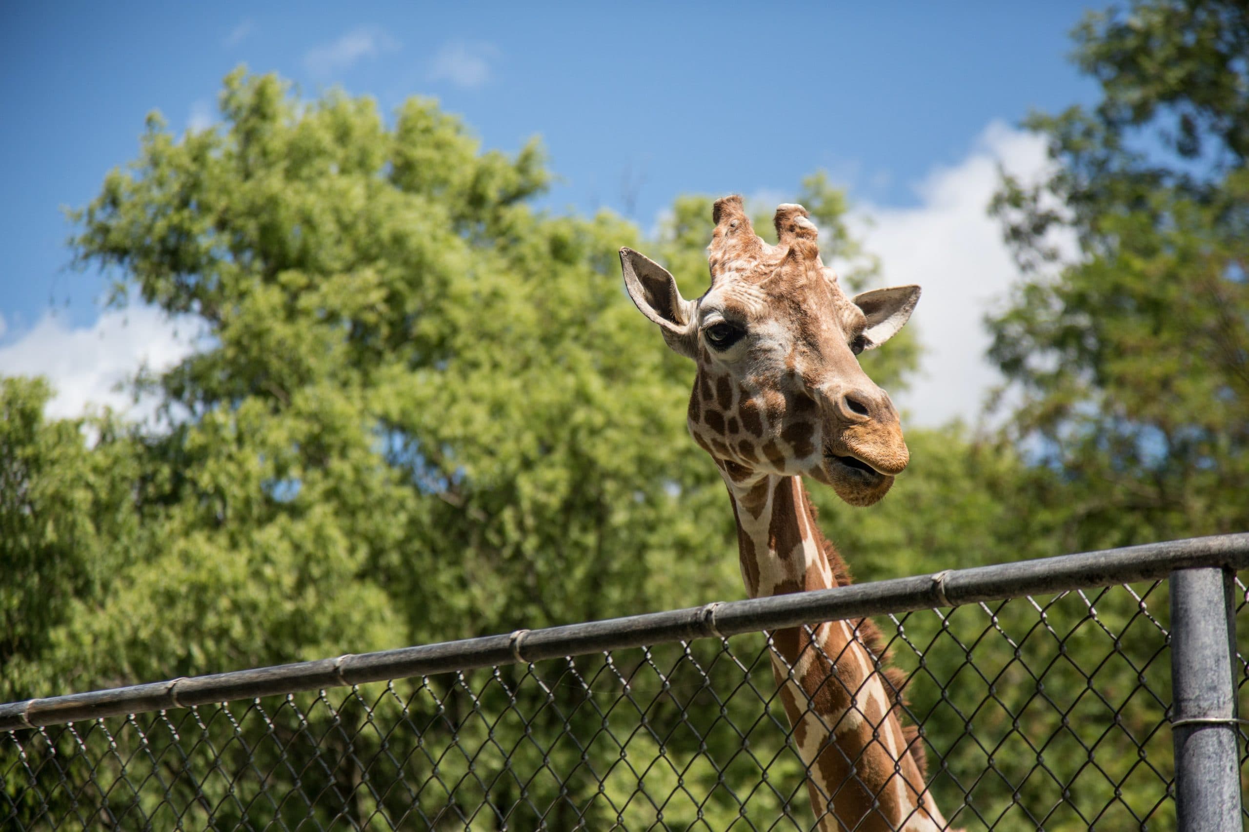 Virtual Zoos and Animal Parks Around the World - Melville Mums