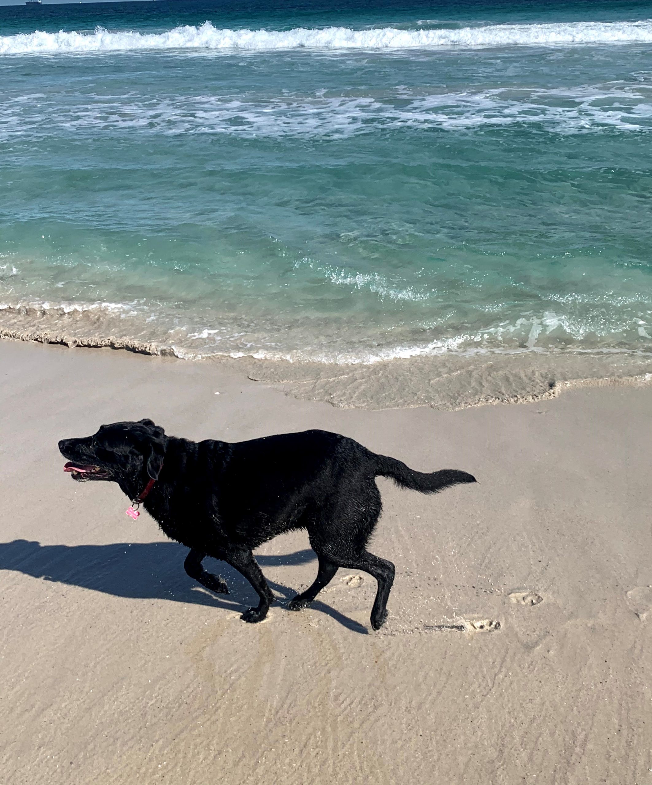 Dog-Friendly Beaches in and around the Melville area - Melville Mums