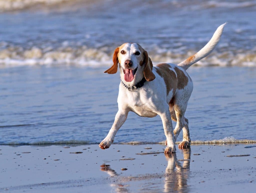 beagle at a dog friendly beach