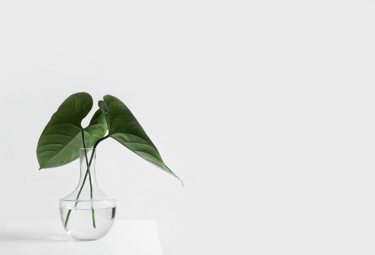 Econique Eco Beauty