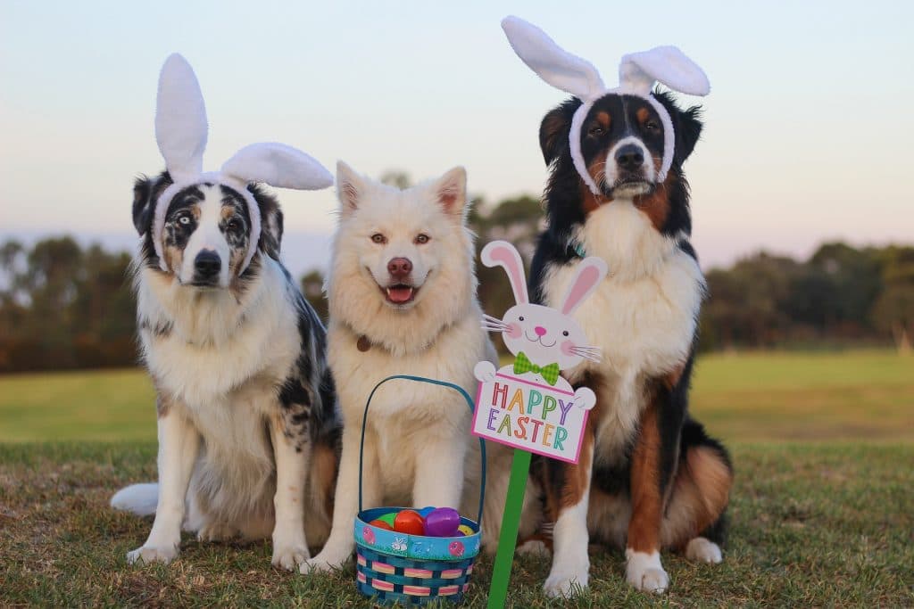 3 dogs dressed and waiting for the Traditional Easter egg Hunt