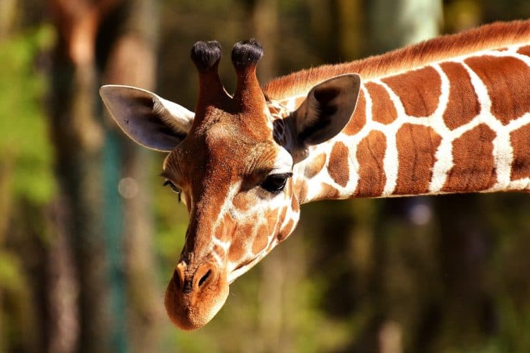 Virtual Zoos and Animal Parks Around the World